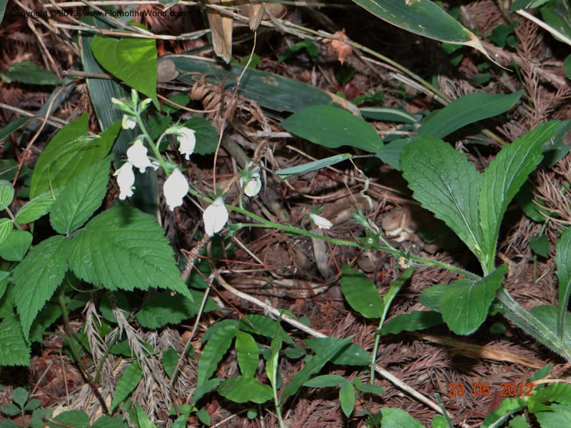 Mazus caducifer, Li Pan 1205291--China, Zhejiang, 29 May 2012 0351 (9).JPG