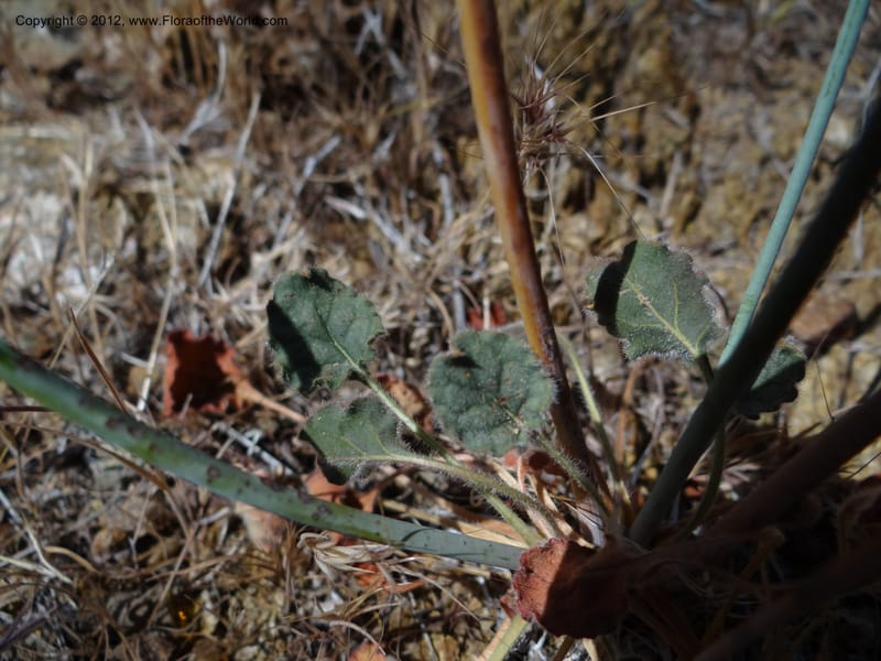 Eriogonum inflatum, Davidson, C 11926--AZ. Yavapai Co. Crown King Rd. 7 May 2012. DSC0894 1 (112).JPG