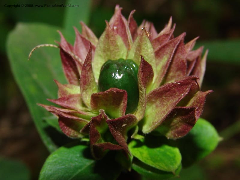 Clerodendrum zambesiacum cf, W4519--So. Afr. Mpumal. Karino, Whyte Thorne Gdn. 14 Mch 05. 130.jpg