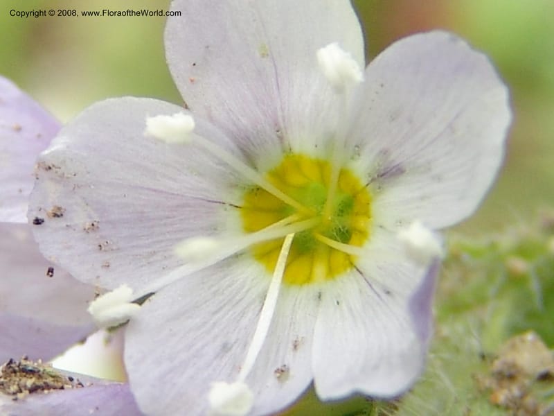 Polemonium pulcherrimum, CDavidson10944--ID. Adams Co. Brundage Mtn Rd. past ski lodge jct. 5 Jul 06. 049.jpg