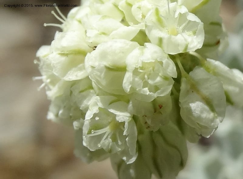 Eriogonum ovalifolium var. nivale, Davidson, C 12594--ID. Idaho Co. Seven Devils Camp Ground. 15 Jul 2014. DSC00113 (208).JPG