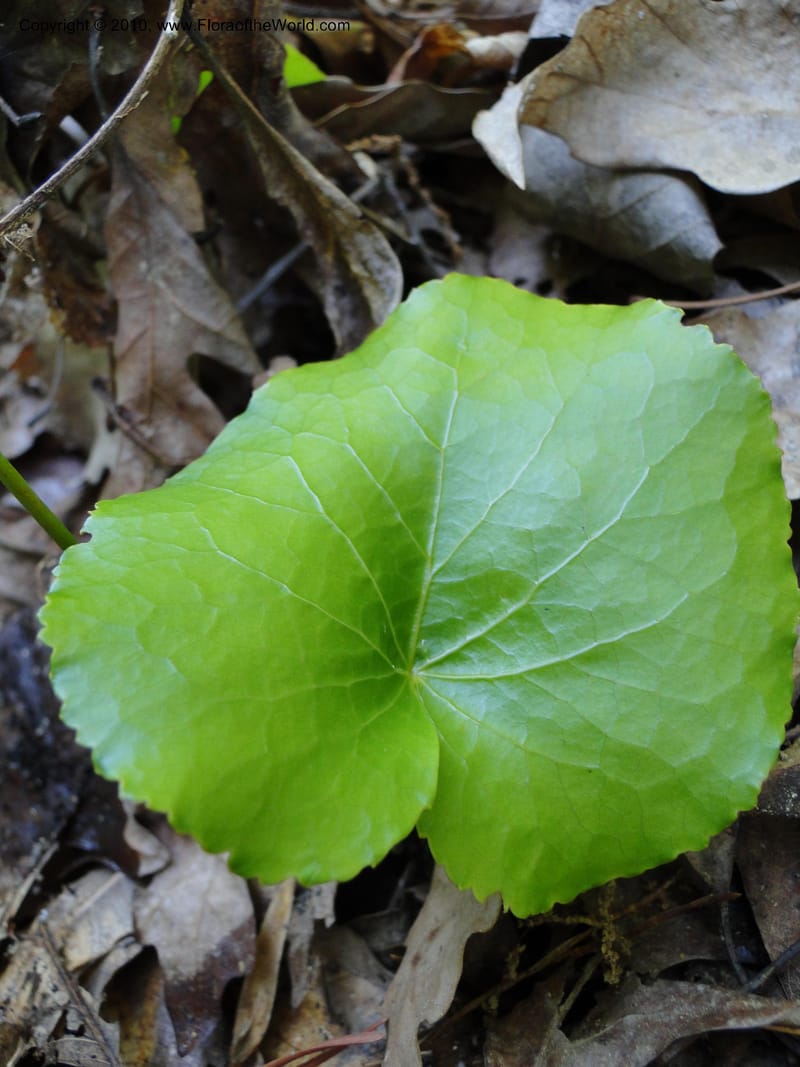 Galax aphylla, Mori, S 27456, USA, North Carolina, Stokes County, Hall Rd, 1.1 mile W of junction with Moores Springs Rd., 26 May 2010 (4).JPG