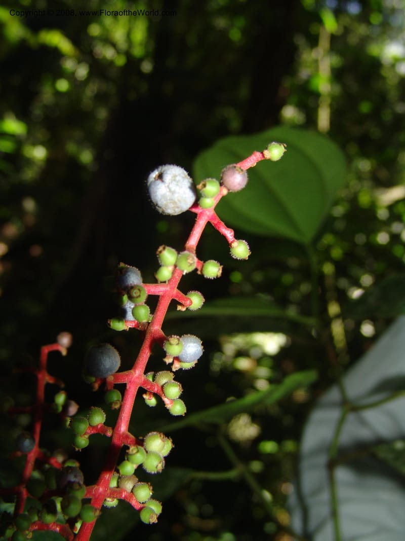 Miconia affinis, AAraujoM1253--Bolivia. Pq. Nac. Madidi. Chalalan. Send. Anta. 30 Nov 04. 282.jpg