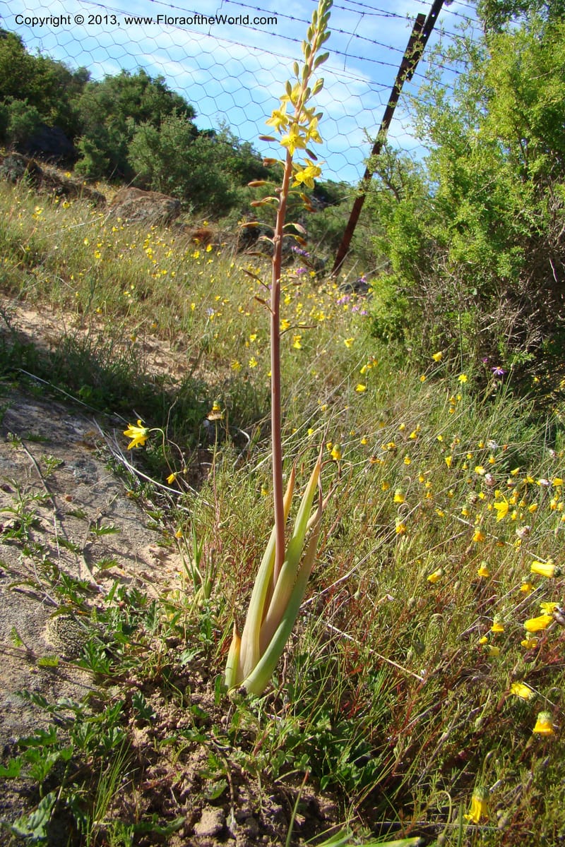 Bulbine praemorsa, C. Davidson 11582--South Africa. Northern Cape. Papkuilsfontein. 26 Aug 09. 242 (20).jpg