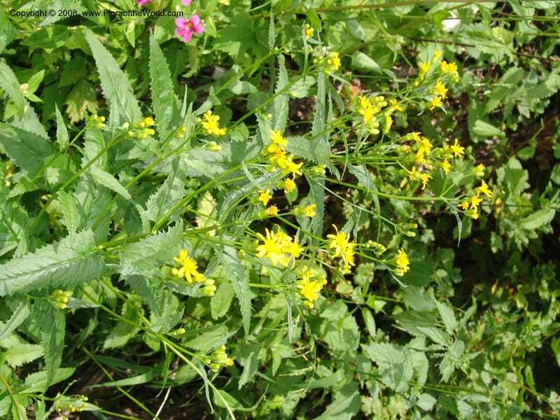 Senecio triangularis, CDavidson11114--ID. Adams Co. For. Serv. Rd. 453, to Goose Lk. 20 Jul 07. 129.jpg
