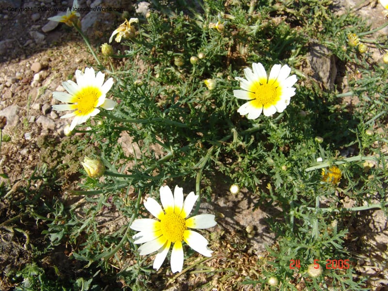 Glebionis (Chrysanthemum) coronaria v. discolor--Crete. Ep. Apokoronos. Aptera. 23 May 05. 002.jpg