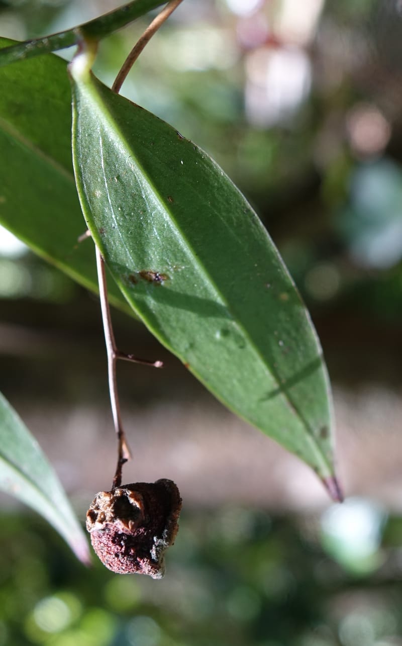 Petermannia cirrosa, Davidsonm C 13363--Australia. Qld. Springbrook N.P. Mt. Cougal Sect. 19 Oct 2016. DSC03346 (17).JPG