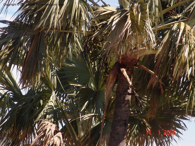 Bismarckia nobilis, Not collected-Madagascar  002 (2).jpg