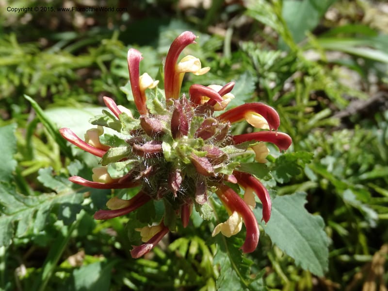 Pedicularis canadensis, Davidson, C 12963--North Carolina. Trans. Co. NC 215 and BRP. 12 May 2015. DSC04292 (75).JPG