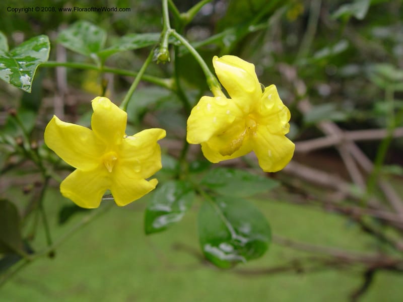 Jasminum mesnyi--So. Africa. Durban Bot. Gard.  7 Oct 03. 028.jpg