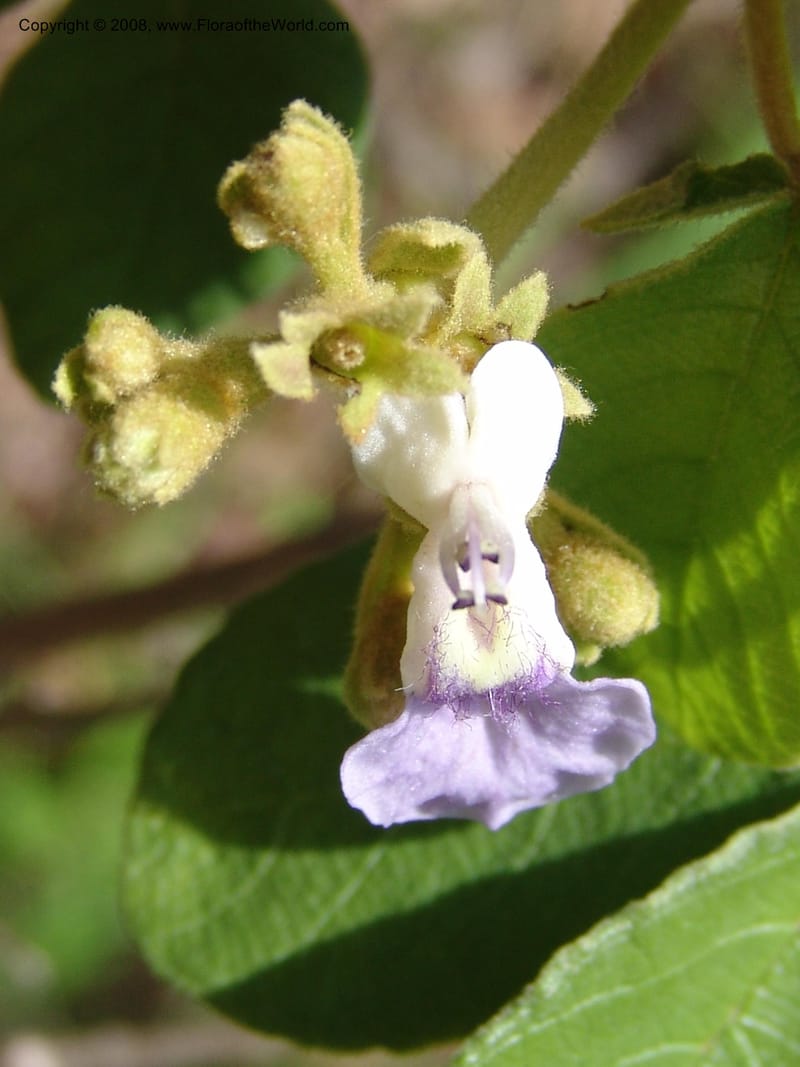 Vitex mombassae, SBodine184--Tanz. Ulanga Dist. Miombo. Ca. 10 km N of Mahenge. 18 Feb 06. 132.jpg
