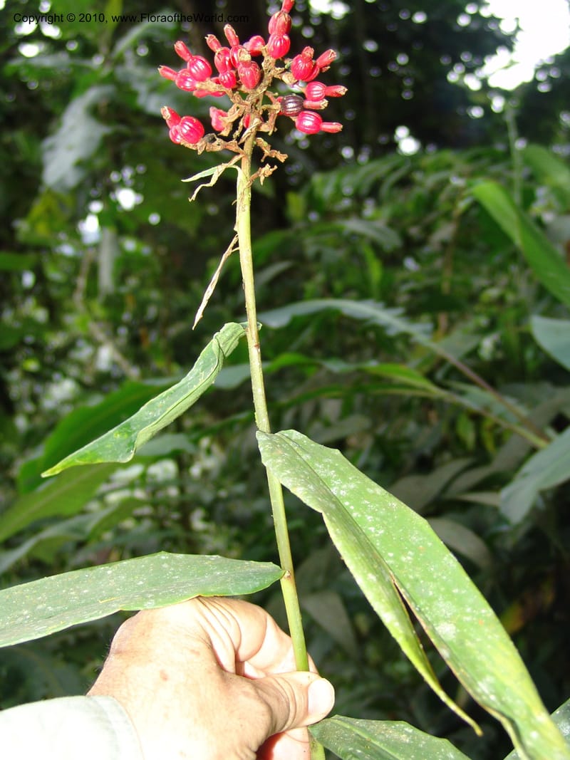 Renealmia, Croat 95943--Ecuador. Edo. Pichincha. Bosque Nublado Sta. Lucia. 14 Mar 06. 261 (1).jpg