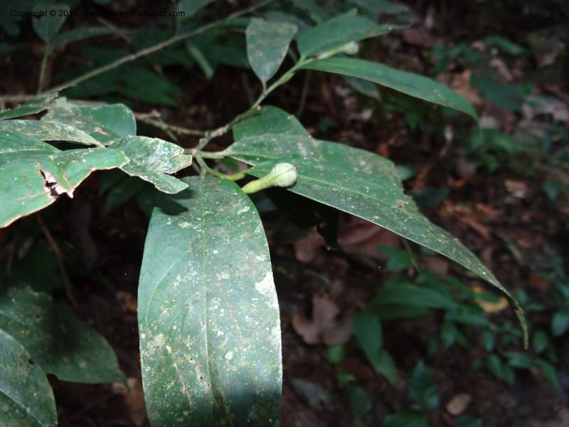 Anaxagorea, VC 5656--Thailand. Trang. Khao Baan Thad. 17 Nov 2012. DSC00079 (42).JPG