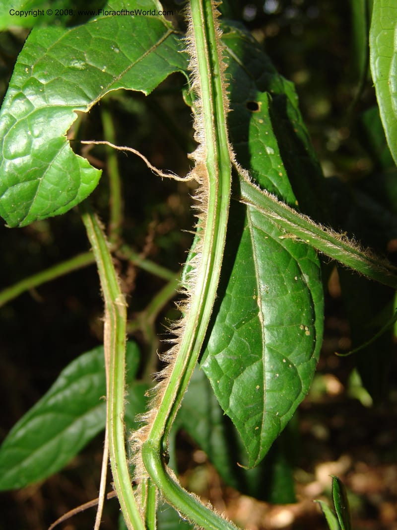 Gurania acuminata, AAraujoM3132--Bolivia. Pq. Nal. Madidi. Chalalan, Send. Jaguar. 25 Sep 06. 499.jpg