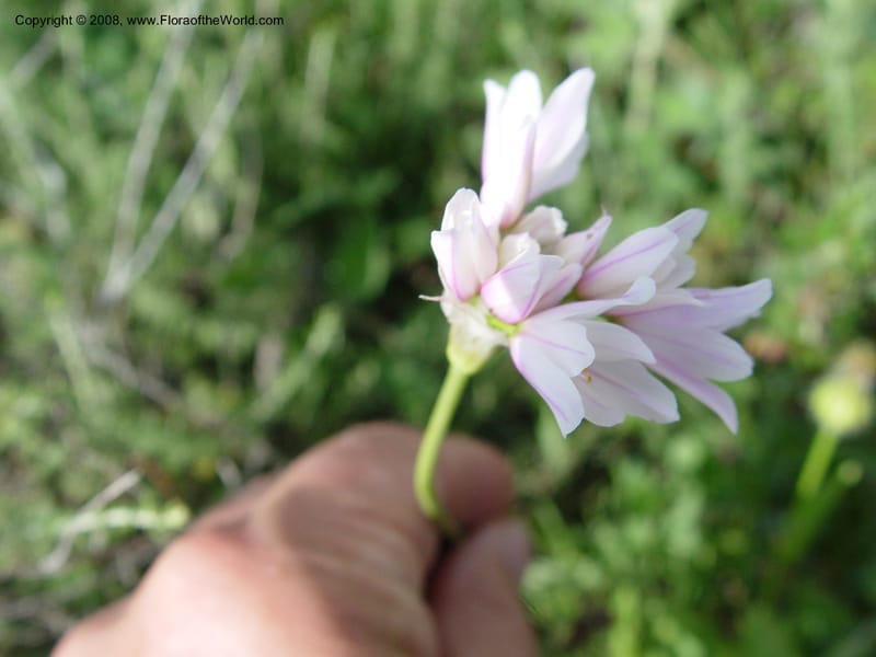 Allium roseum--Spain. Almeria Prv. Cantera de los Yesos, off AL140. 16 Apr 04. 134.jpg