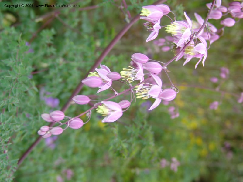 Thalictrum delavayi, 91.0343CA. UC Berkeley Bot. Garden.  30 Jun 06. 011.jpg