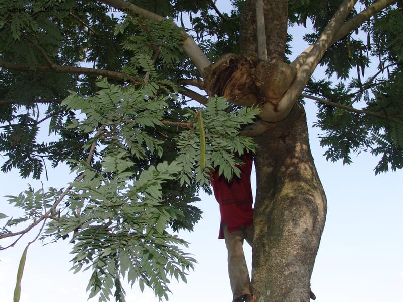 Millettia--Ethiopia. Wendo Genet, near Wabe Shebelle Hotel. 14 July 04. 034.jpg