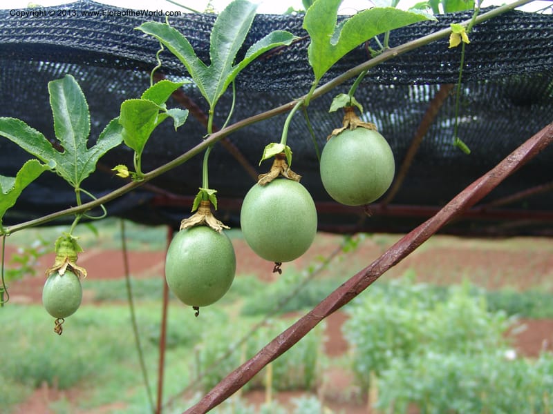 Passiflora--Kenya. Maseno. Maseno Univ. Bot. Gard. 3 Jul 04. 127.jpg