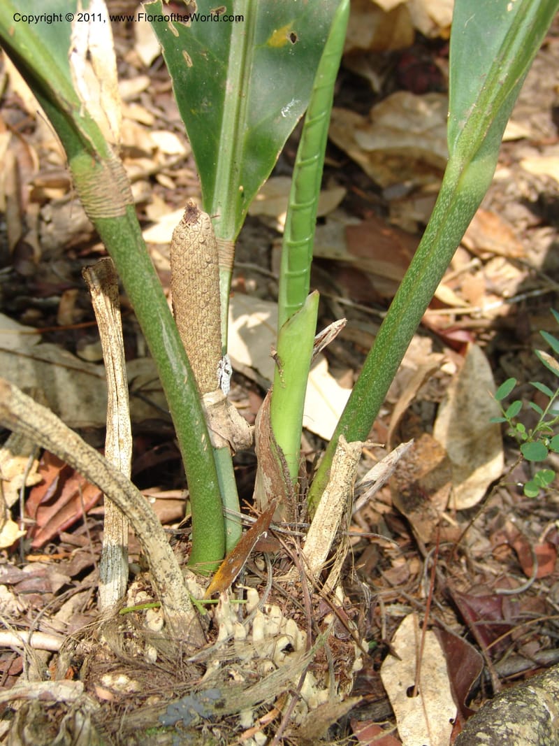 Anthurium plowmanii, AraujoM2908--Bolivia. F. Tamayo. Rio Machariapu. 17 Sep 06. 283 (8).jpg