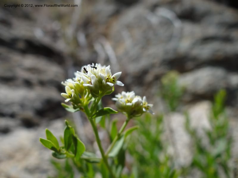Comandra umbellata, Davidson, C 11942--AZ. Yavapai Co. Crown King Rd. 7 May 2012. DSC0894 1 (119).JPG