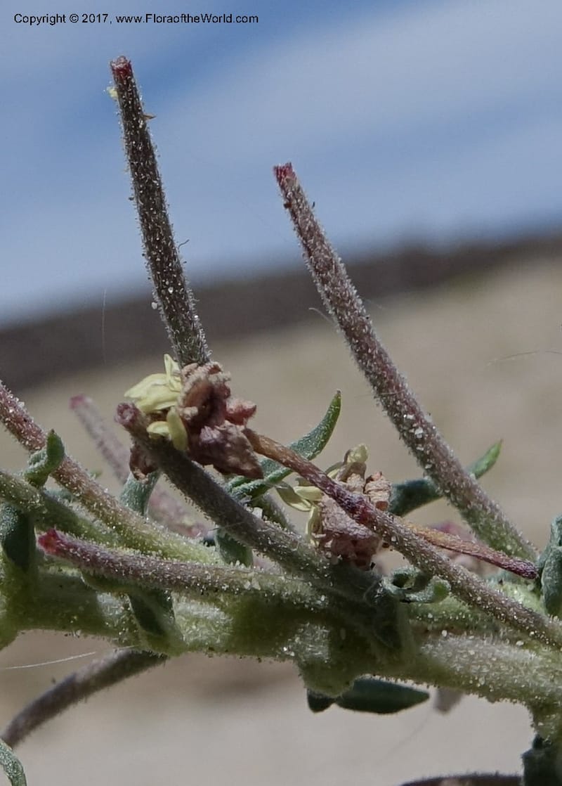 Camissonia boothii subsp. condensata, Davidson, C 13157--California. Inyo Co. Hwy 190 W of Panamint Spgd. Stop 1. 21 Apr 2016. DSC02055 (41).JPG