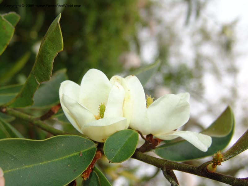 Michelia crassipes--CA. San Francisco Botanical Garden (Strybing Arb.). 30 Mch 06. 090.jpg