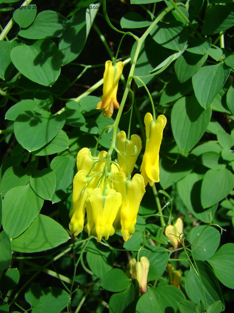 Dicentra scandens--Canada. BC. Univ. BC Bot. Garden. 27 Jul 08. 431.jpg
