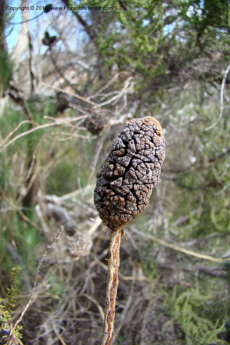 Cliffortia dichotoma, C. Davidson 11570--So Africa. No Cape. Papkuilsfontein. 26 Aug 09. 1 (10).jpg
