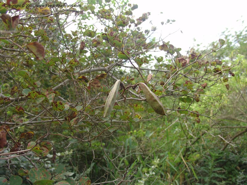 Bauhinia galpinii--So. Africa. Mpumalanga. Karino. Whyte Thorne. 19 Mch 05. 111.jpg