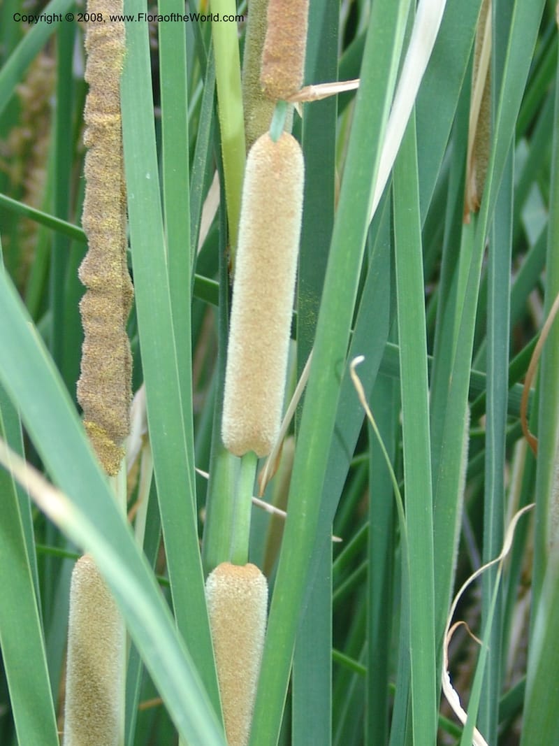Typha minima--CA. McConnell Arboretum, Redding. 4 Jun 07. 113.jpg