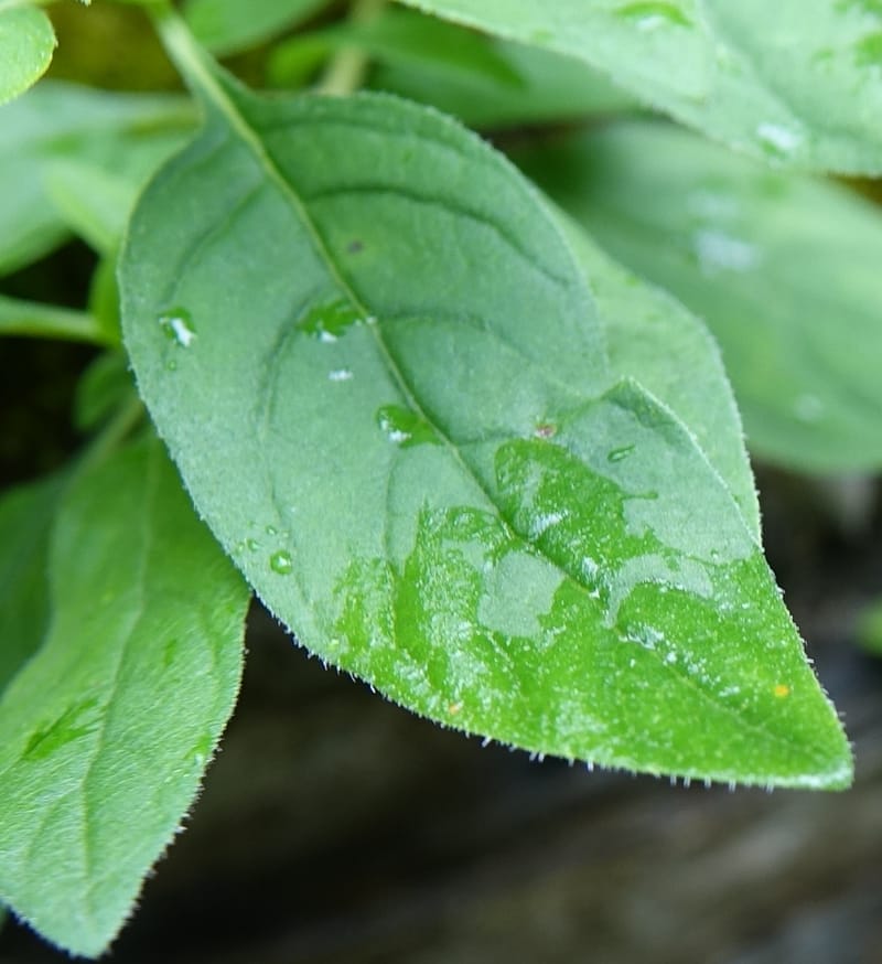Leptodermis pilosa var. pilosa, C. Davidson 13764--China. Sichuan. Yibailingba-gou. 12 Aug 2017. DSC04660 (278).JPG