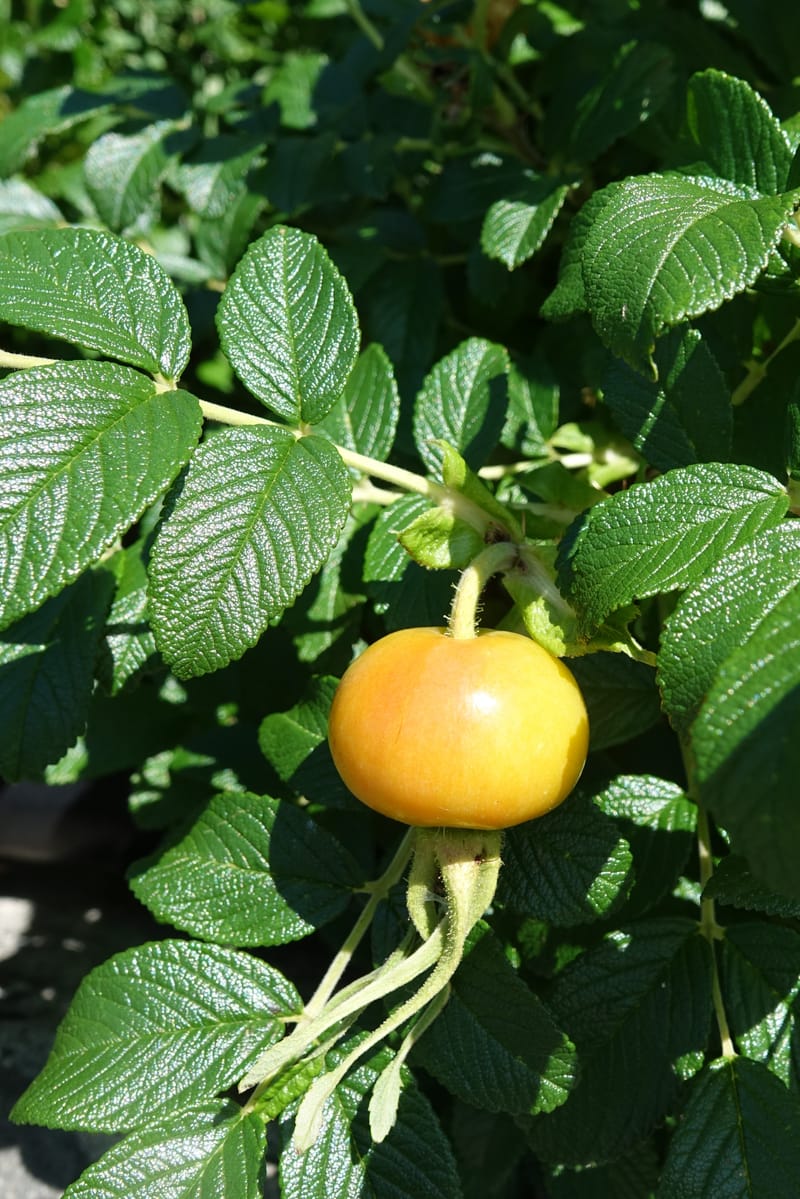 Rosa rugosa--Japan. Hokkaido. White Silver Waterfall. 5 Aug 2016. DSC01313 (10).JPG