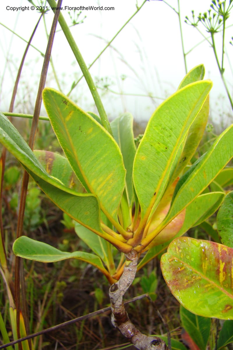 Myodocarpus, P. Lowry 7188--New Caledonia. Plaine des Lacs. NW of Grand Lac. 21 Jan 2010. 293 (174).jpg