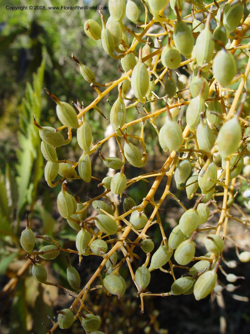 Bocconia frutescens, 73.0296--CA. UC Berkeley Bot. Gard. 10 Feb 04. 132.jpg