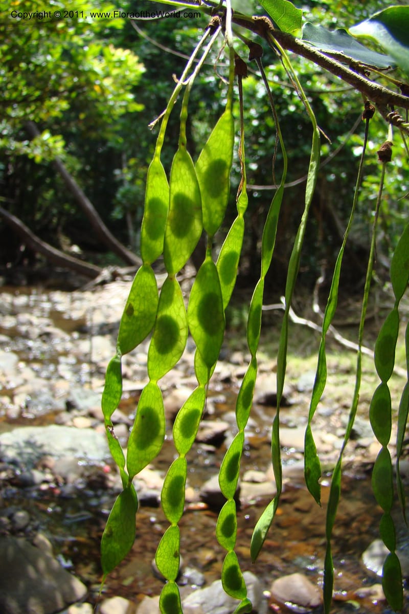 Arthroclianthus, M. Callmander 764--New Caledonia. Upper Tene River Valley. 19 Jan 2010. 377 (49).jpg
