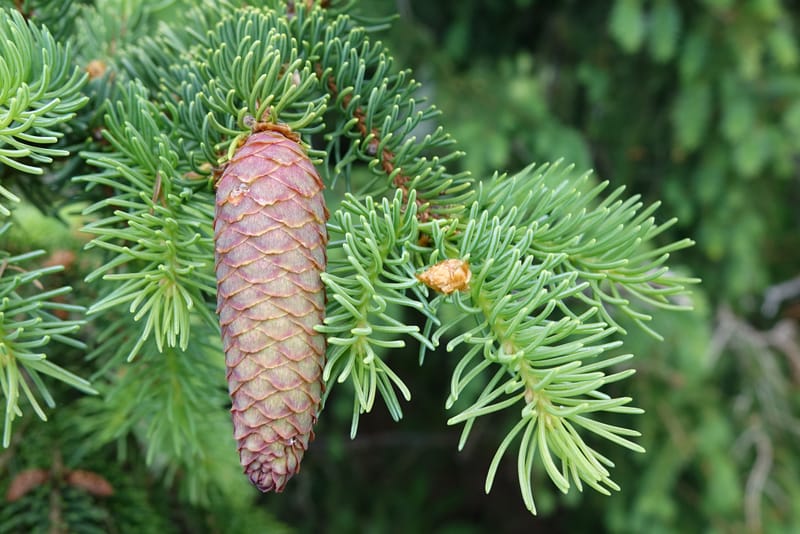 Picea abies, Not coll.--Switzerland. Col de Marchairuz. Simeon. 29 Jun 2016. DSC06067 (50).JPG