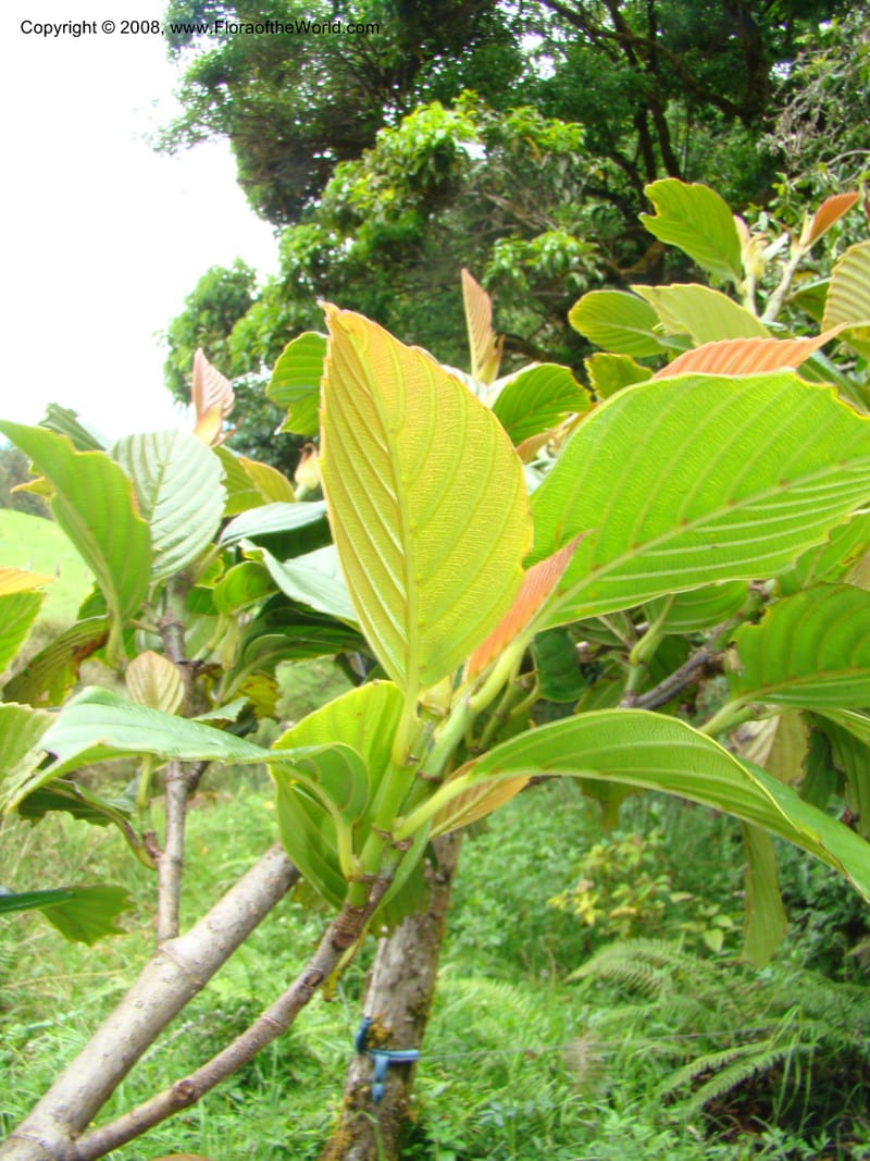Ticodendron incognitum, BHammel--Costa Rica. Hered. Volcan Barva. 9 Apr 08. 030.jpg