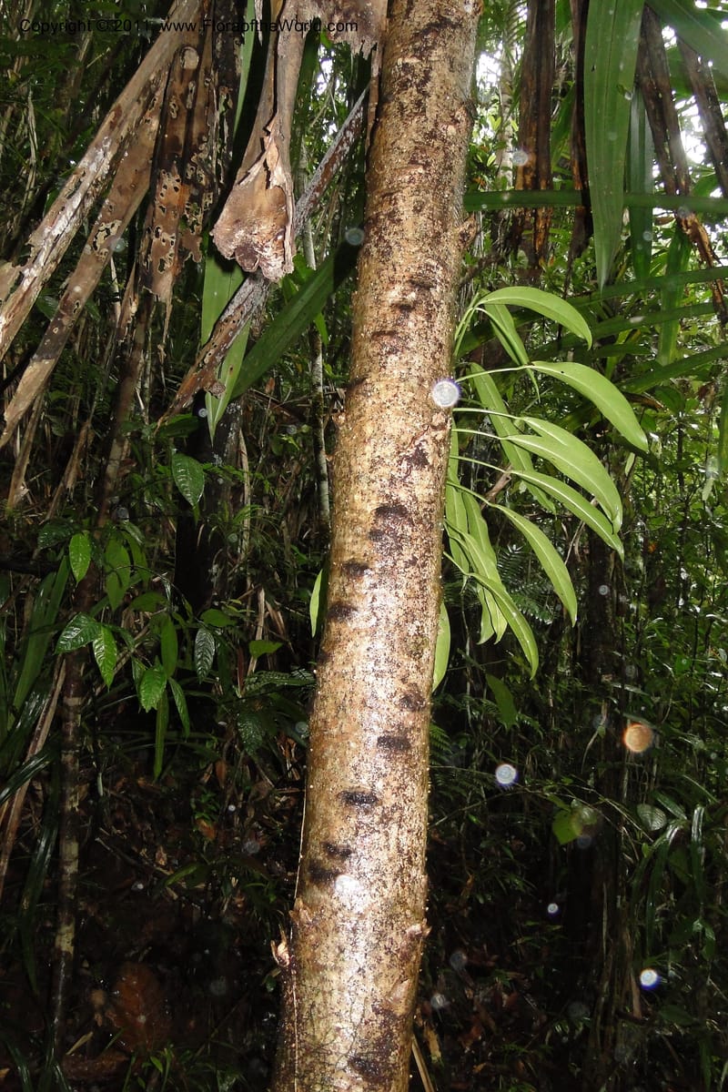 Pandanus joskei. M. Callmander 959--Fiji. Colo i Suva Forest Park. 8 Feb 2011. 068 (1).jpg