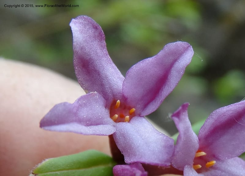 Daphne, Boufford, D 43616--China. Sichuan. ShaShiDuo. 8 May 2014. DSC04232 (42).JPG