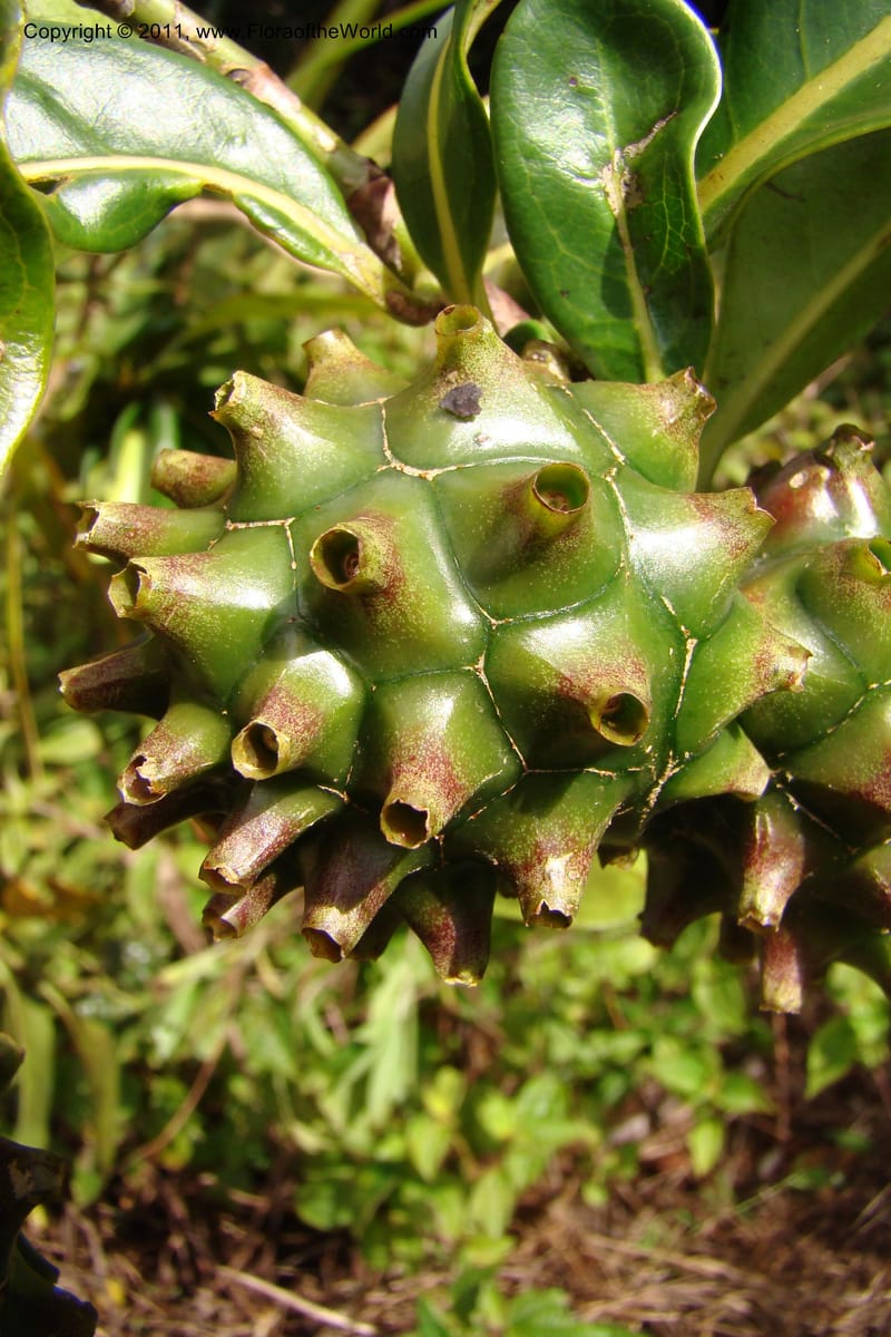 Morinda rigida, Razafindraibe 207--Madagascar. Prov. Fianarantsoa. RN 12. 14 Jan 09. 274 (11).jpg