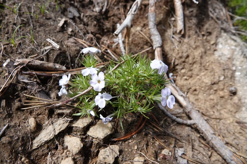 Phlox caespitosa, C. Davidson 13842--ID. Shoshone Co. Freezeout Rd. FR 301. 10 Jul 2018. DSC06582 (257).JPG