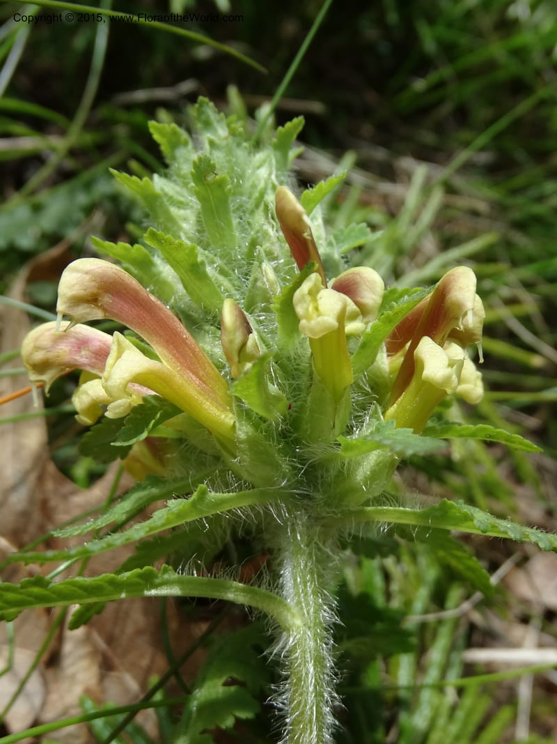 Pedicularis canadensis, Davidson, C 12963--North Carolina. Trans. Co. NC 215 and BRP. 12 May 2015. DSC04292 (63).JPG