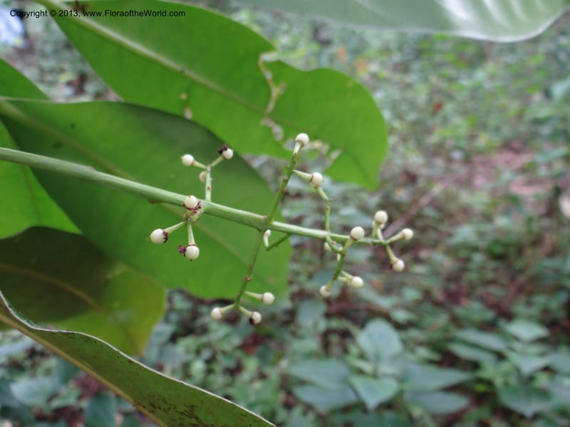 Meliosma simplicifolia, VC 5561--Thailand. Chiang Mai Prov. Doi Pha Hom Pok Nat. Park. 10 Nov 2012. DSC08349 (273).JPG
