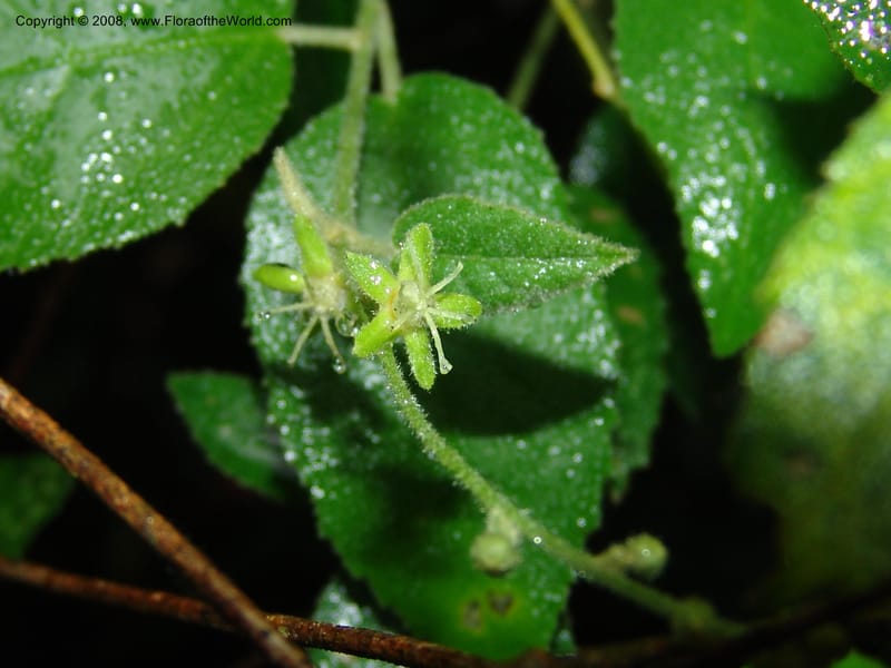 Croton--So.Africa. E. Cape. Umtiza Nature Res.. 7 Mch 05. 088.jpg