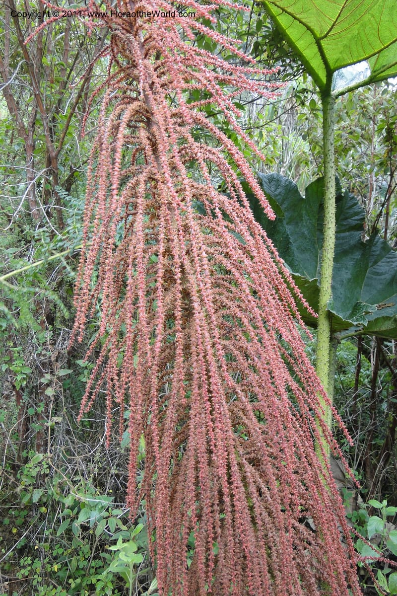Gunnera brephogea, Ulloa 2180--Ecuador. Pichincha. Reserva Yanacocha. 11 Jun 2011. 311 (7).jpg