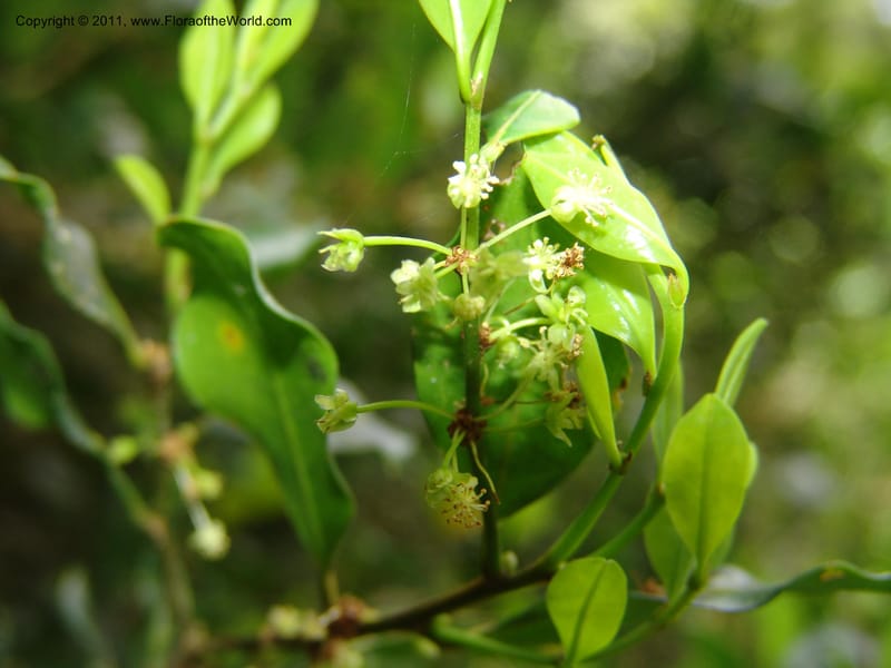 Erythroxylum, ROR1589--Madag. Parc Nat. Montagne d'Ambre. 11 Nov 06. 183.jpg