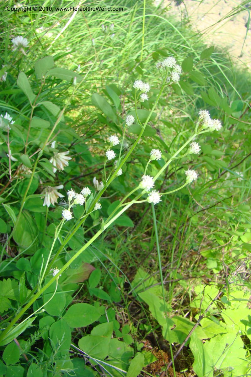 Antennaria racemosa, C. Davidson 11373--Idaho. Idaho Co. Salmon River. Polly Bemis Ranch. 27 May 2009. 078.jpg