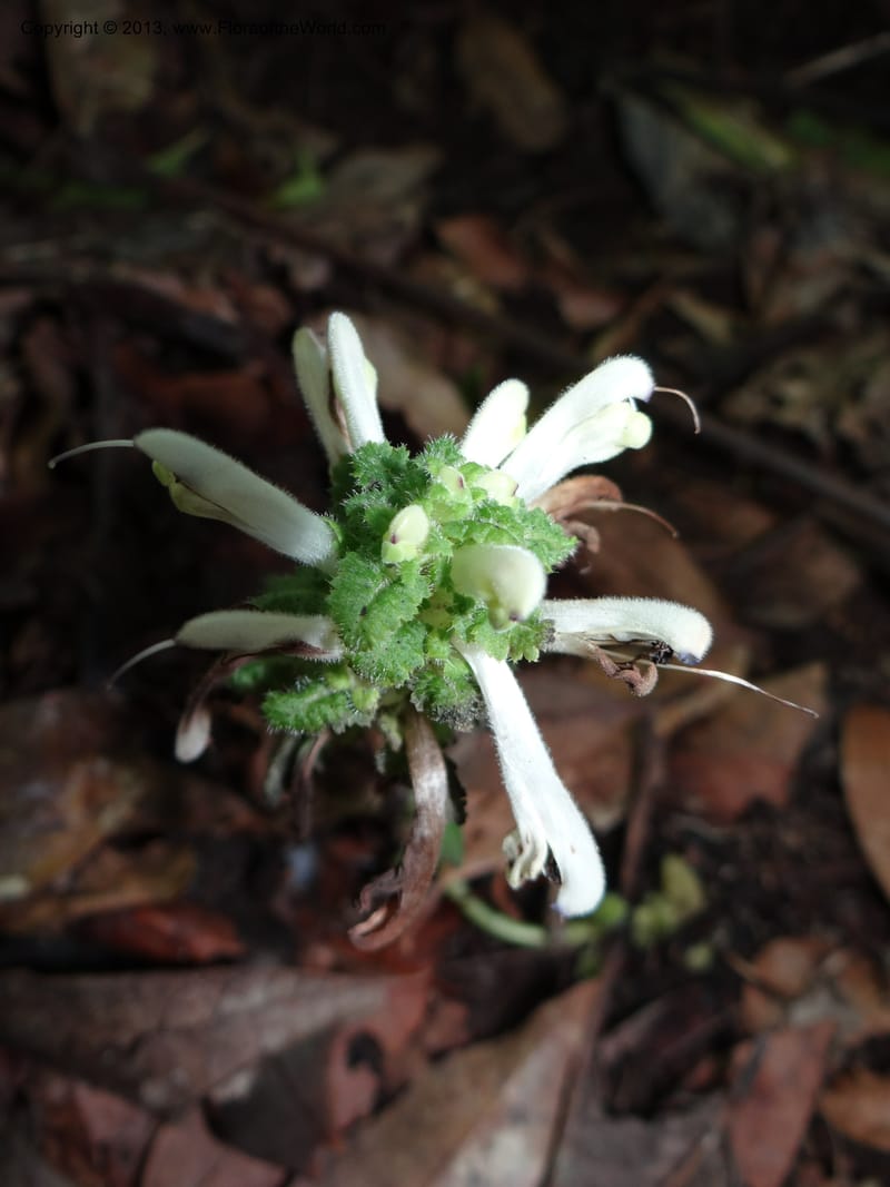 Pedicularis, VC 5501--Thailand. Chiang Mai. Doi Inthanon Nat. Park. 8 Nov 2012. DSC07747 (43).JPG