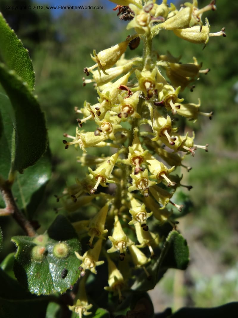 Escallonia pulverulenta, WDS 34054--Chile. Tanume. Los Hoyos. 14 Feb 2013. DSC00647 (38).JPG