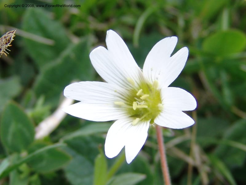 Cerastium purpurascens--Georgia. Kazbeki . Trail-road to Sameba Church. 2 Jun 05. 477.jpg